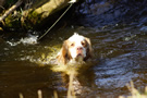 Dukeries' Clumber Spaniel Aven