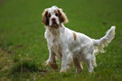 Dukeries' Clumber Spaniel Leya