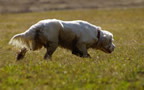 Dukeries' Clumber Spaniel Sparkle