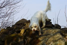 Dukeries' Clumber Spaniel Sparkle