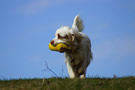 Dukeries' Clumber Spaniel Sparkle