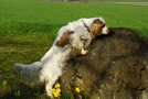 Dukeries' Clumber Spaniel Aven