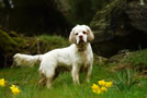 Dukeries' Clumber Spaniel Sparkle