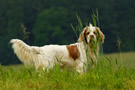 Dukeries' Clumber Spaniel Aven