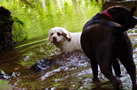 Dukeries' Clumber Spaniel Sparkle