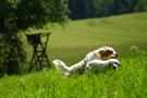 Dukeries' Clumber Spaniel Leya