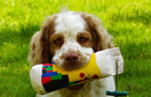 Dukeries' Clumber Spaniel Aven