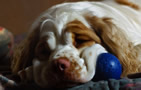 Dukeries' Clumber Spaniel Leya