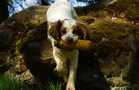 Dukeries' Clumber Spaniel Leya