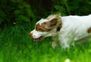 Dukeries' Clumber Spaniel Leya