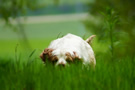 Dukeries' Clumber Spaniel Leya