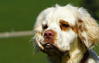 Dukeries' Clumber Spaniel Sparkle