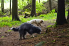 Dukeries' Clumber Spaniel Leya