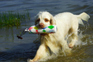 Dukeries' Clumber Spaniel Sparkle