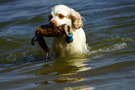 Dukeries' Clumber Spaniel Sparkle