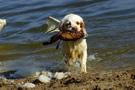 Dukeries' Clumber Spaniel Sparkle