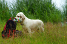 Dukeries' Clumber Spaniel Sparkle