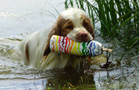 Dukeries' Clumber Spaniel Leya