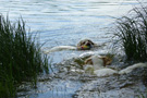 Dukeries' Clumber Spaniel Leya