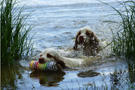 Dukeries' Clumber Spaniel Leya