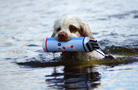 Dukeries' Clumber Spaniel Sparkle