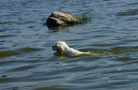 Dukeries' Clumber Spaniel Sparkle