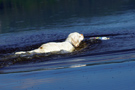 Dukeries' Clumber Spaniel Sparkle