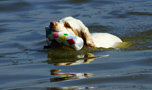 Dukeries' Clumber Spaniel Sparkle