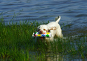 Dukeries' Clumber Spaniel Sparkle