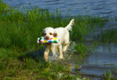 Dukeries' Clumber Spaniel Sparkle