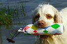 Dukeries' Clumber Spaniel Sparkle