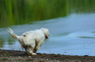 Dukeries' Clumber Spaniel Sparkle