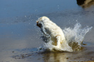 Dukeries' Clumber Spaniel Sparkle