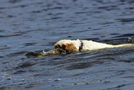 Dukeries' Clumber Spaniel Leya