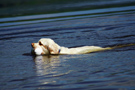 Dukeries' Clumber Spaniel Sparkle