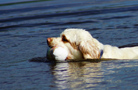 Dukeries' Clumber Spaniel Sparkle