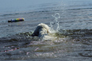 Dukeries' Clumber Spaniel Sparkle