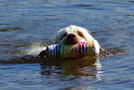 Dukeries' Clumber Spaniel Sparkle