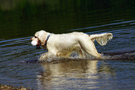 Dukeries' Clumber Spaniel Sparkle