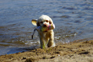 Dukeries' Clumber Spaniel Sparkle