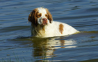 Dukeries' Clumber Spaniel Aven