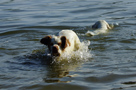 Dukeries' Clumber Spaniel Aven