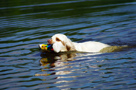 Dukeries' Clumber Spaniel Sparkle