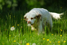 Dukeries' Clumber Spaniel Sparkle