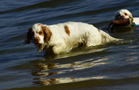 Dukeries' Clumber Spaniel Aven