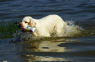 Dukeries' Clumber Spaniel Sparkle