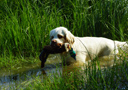 Dukeries' Clumber Spaniel Sparkle