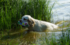 Dukeries' Clumber Spaniel Sparkle