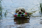 Dukeries' Clumber Spaniel Sparkle