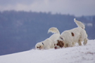 Dukeries' Clumber Spaniel Aven